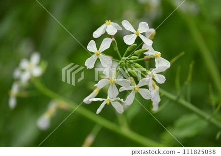 Japanese radish Japanese radish 111825038