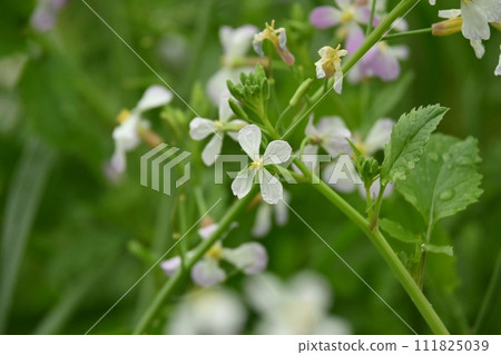 Japanese radish Japanese radish 111825039