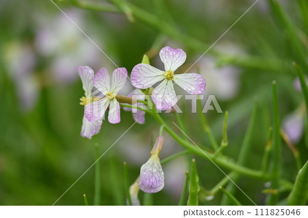Japanese radish Japanese radish 111825046