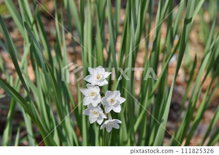 Daffodil named Paperwhite Kanagawa Daffodil named Paperwhite Kanagawa 111825326
