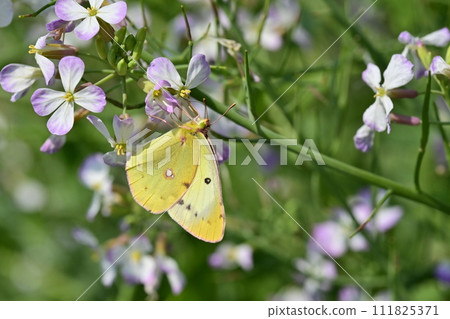 蘿蔔花與蝴蝶(蘿蔔) 蘿蔔花與蝴蝶(蘿蔔) 111825371