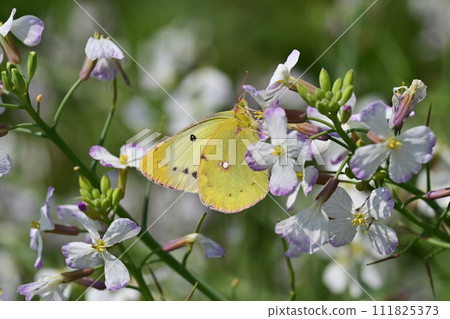 蘿蔔花與蝴蝶(蘿蔔) 蘿蔔花與蝴蝶(蘿蔔) 111825373