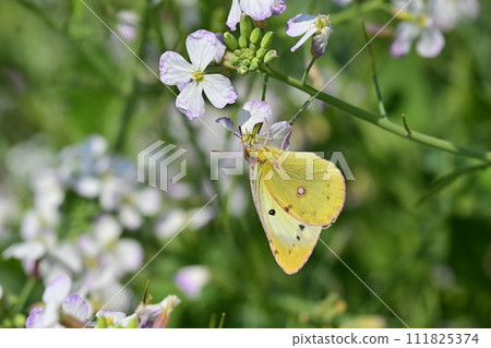 蘿蔔花與蝴蝶(蘿蔔) 蘿蔔花與蝴蝶(蘿蔔) 111825374