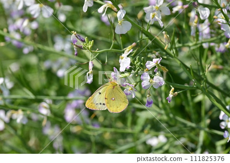 蘿蔔花與蝴蝶(蘿蔔) 蘿蔔花與蝴蝶(蘿蔔) 111825376