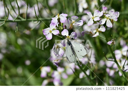 Japanese radish and butterfly Japanese radish and butterfly 111825425
