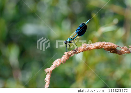 Blue dragonfly on plant 111825572