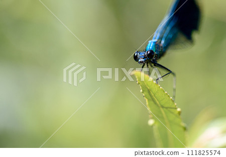 Blue dragonfly on plant Blue dragonfly on plant 111825574