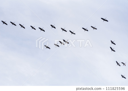 Migratory cranes fly in flocks to southern countries Migratory cranes fly in flocks to southern countries 111825596