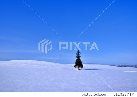 冬季聖誕樹(北海道美瑛町) 冬季聖誕樹(北海道美瑛町) 111825717