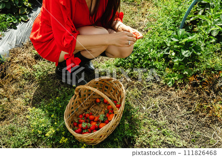 Happy woman at the farm put Strawberries in the Basket 111826468