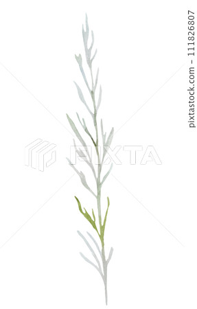 Watercolor green twig with leaves isolated illustration, pastel wedding element 111826807