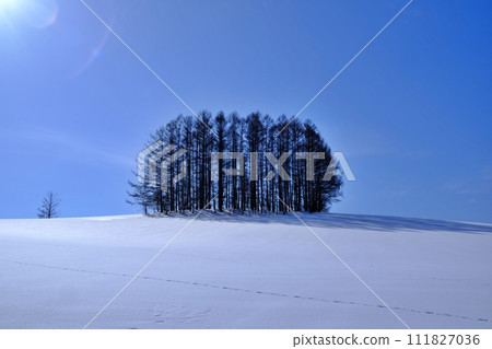 New Mild Seven Hill in Biei Town, Hokkaido in winter 111827036