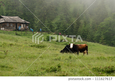 Cows graze in the mountains during rain and fog. 111827617