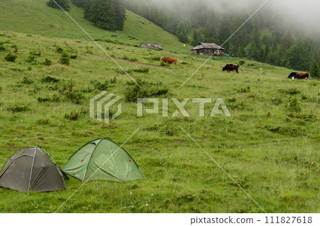 Two tents on a meadow in the mountains, it is raining and foggy. 111827618