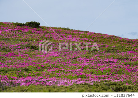 A meadow in the mountains with rhododendron flowers. 111827644