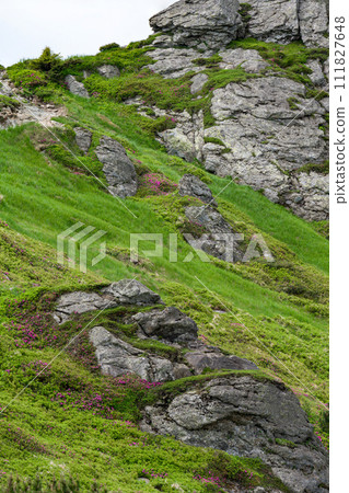 Rhododendrons under the peak of the Ukhaty Kamin mountain in the Ukrainian Carpathians. 111827648