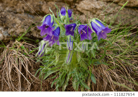 Campanula bell-shaped summer mountain flower. Campanula bell-shaped summer mountain flower. 111827654