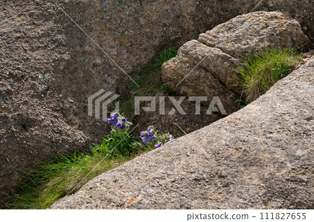 Campanula bell-shaped summer mountain flower. 111827655