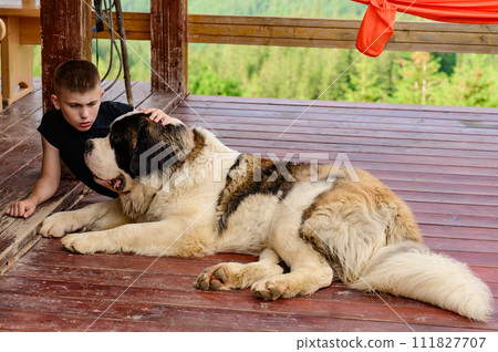 A boy is stroking a Saint Bernard lying on a wooden outdoor terrace. 111827707