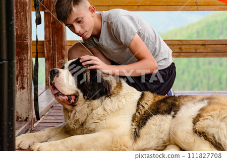 A boy is stroking a Saint Bernard lying on a wooden outdoor terrace. 111827708