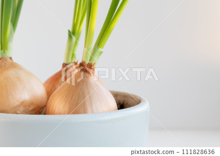 Germination of bulbs with green feathers on the windowsill. A home garden. 111828636