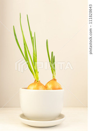 Germination of bulbs with green feathers on the windowsill. A home garden. 111828643