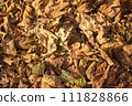 Autumn yellow dried leaves on the ground 111828866
