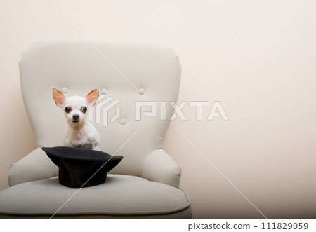 Chihuahua dog sitting in a cozy chair peeking out from behind a stylish black hat and looking intently at the camera. 111829059