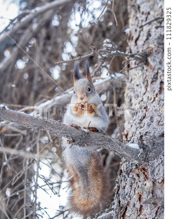 The squirrel with nut sits on tree in the winter or late autumn 111829325