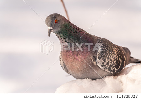 Close-up front view of a multi-colored Caucasian pigeon sitting on snow-covered stairs in winter in the park 111829328