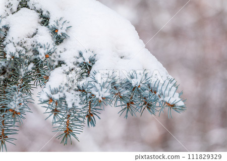 Green fir branches in winter covered with snow Green fir branches in winter covered with snow 111829329