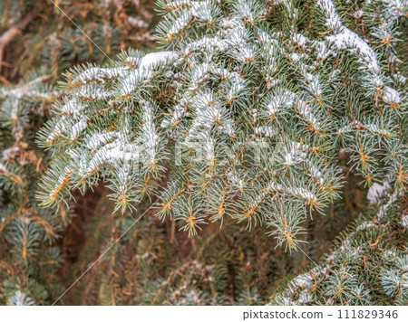 Green fir branches in winter covered with snow Green fir branches in winter covered with snow 111829346