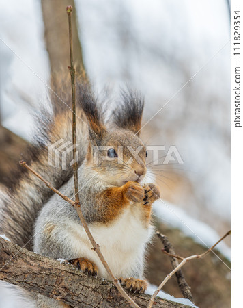The squirrel with nut sits on tree in the winter or late autumn 111829354