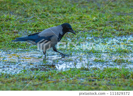 A crow bird with a beak is wading through a wet meadow A crow bird with a beak is wading through a wet meadow 111829372