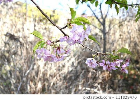 Early Blooming Cherry Blossoms in Full Bloom 111829470