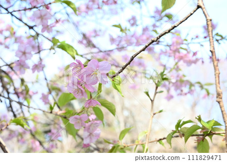 Early Blooming Cherry Blossoms in Full Bloom Early Blooming Cherry Blossoms in Full Bloom 111829471