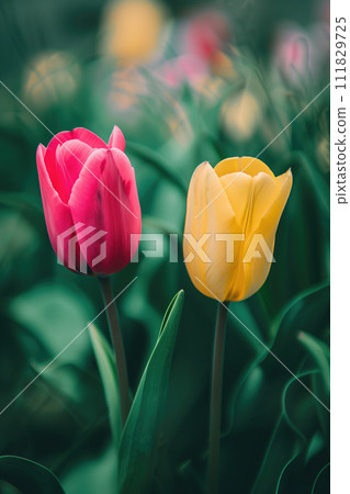 Spring meadow with two yellow and red tulip flowers, floral seasonal Easter background 111829725