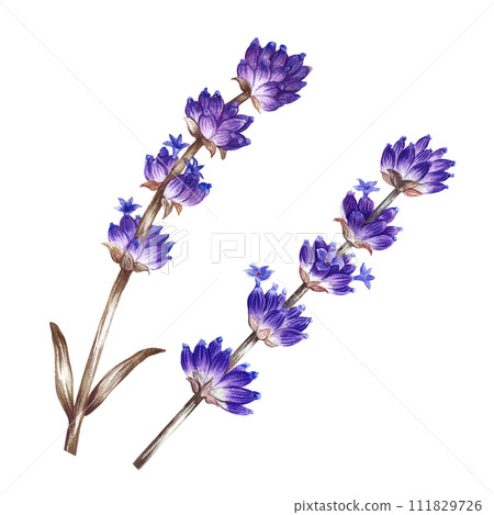 Lavender, a beautiful picturesque purple flower. A hand-drawn watercolor illustration. Highlight it. An element for the design of packaging, postcards and labels. For banners, flyers and posters. 111829726