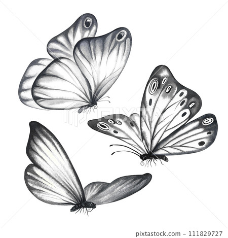 A set of grey flying butterflies. Clip art hand-drawn watercolor illustration. Isolate it. For printing, decoration of postcards, banners, flyers. For home decor, packaging and labels. 111829727