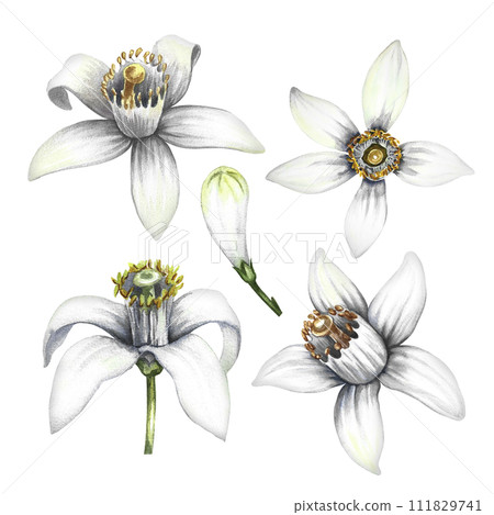 Orange blossom, the fragrant flower of the orange tree. A set of citrus flowers. Hand-drawn watercolor illustration. Clip art for perfume packaging, postcards and labels. For banners, flyers, posters. Orange blossom, the fragrant flower of the orange tree. A set of citrus flowers. Hand-drawn watercolor illustration. Clip art for perfume packaging, postcards and labels. For banners, flyers, posters. 111829741