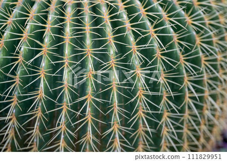cactus macro 111829951