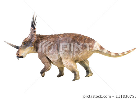 Styracosaurus dinosaur on isolated background Styracosaurus dinosaur on isolated background 111830753