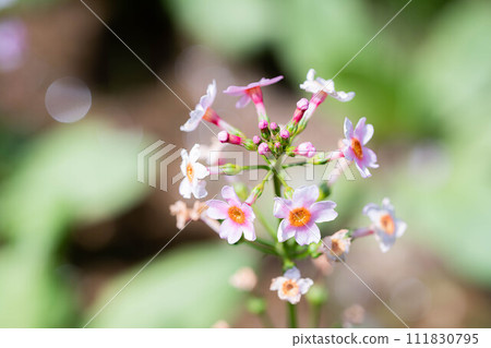 [花材]九十九谷森林公園的日本報春花[長野縣] 111830795