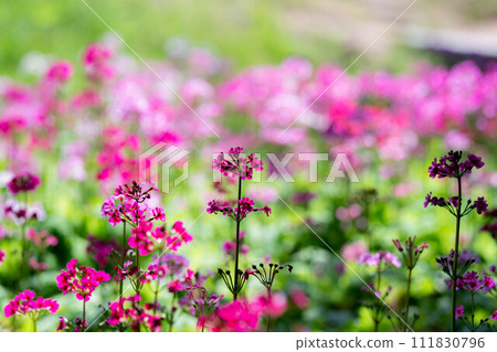 [花材]九十九谷森林公園的日本報春花[長野縣] 111830796