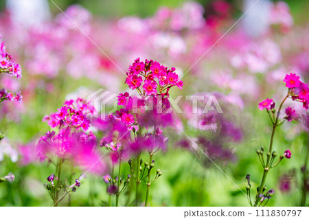 [花材]九十九谷森林公園的日本報春花[長野縣] 111830797