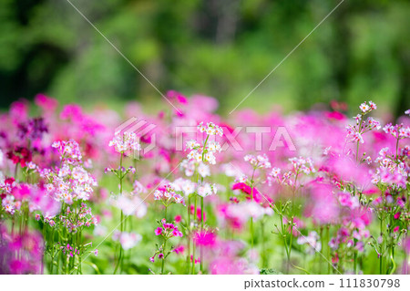 [花材]九十九谷森林公園的日本報春花[長野縣] 111830798