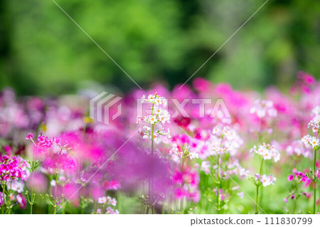 [花材]九十九谷森林公園的日本報春花[長野縣] 111830799