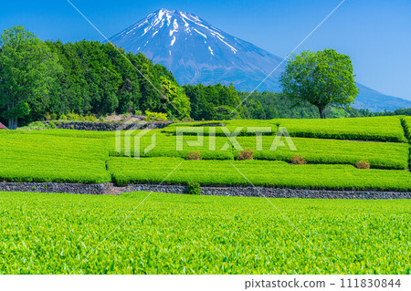[Early summer material] Fresh green Obuchi Sasaba tea plantation [Shizuoka Prefecture] 111830844