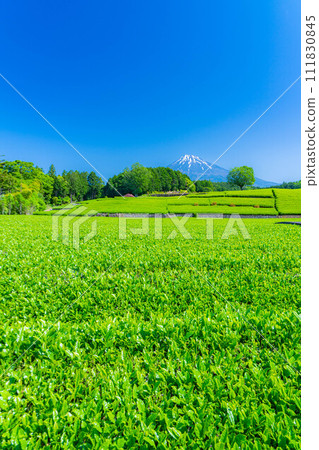 [Early summer material] Fresh green Obuchi Sasaba tea plantation [Shizuoka Prefecture] 111830845