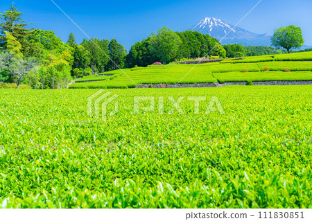 [初夏材料]新鮮的綠色Obuchi Sasaba茶園[靜岡縣] 111830851